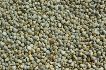 millet